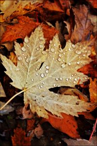 Preview wallpaper drops, water, leaves, maple, macro, autumn