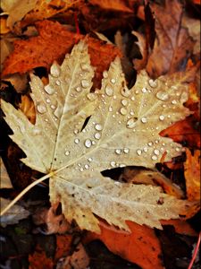 Preview wallpaper drops, water, leaves, maple, macro, autumn