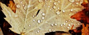 Preview wallpaper drops, water, leaves, maple, macro, autumn