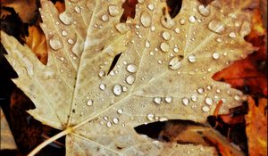 Preview wallpaper drops, water, leaves, maple, macro, autumn