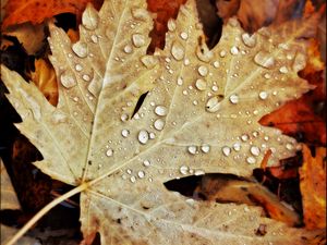 Preview wallpaper drops, water, leaves, maple, macro, autumn