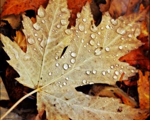 Preview wallpaper drops, water, leaves, maple, macro, autumn