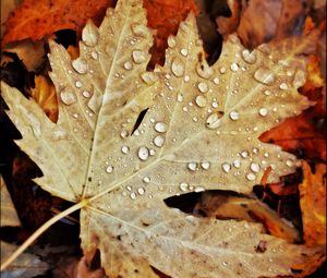 Preview wallpaper drops, water, leaves, maple, macro, autumn