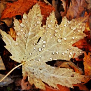 Preview wallpaper drops, water, leaves, maple, macro, autumn