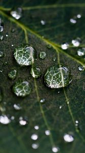 Preview wallpaper drops, water, leaves, veins, macro