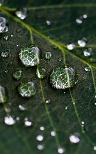 Preview wallpaper drops, water, leaves, veins, macro