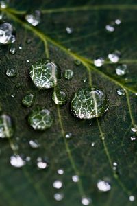 Preview wallpaper drops, water, leaves, veins, macro