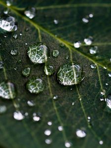 Preview wallpaper drops, water, leaves, veins, macro