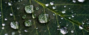 Preview wallpaper drops, water, leaves, veins, macro