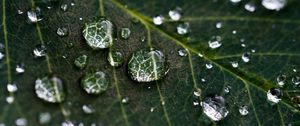 Preview wallpaper drops, water, leaves, veins, macro