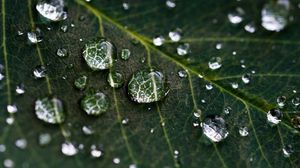 Preview wallpaper drops, water, leaves, veins, macro