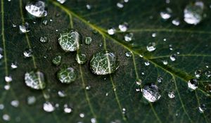 Preview wallpaper drops, water, leaves, veins, macro