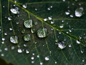 Preview wallpaper drops, water, leaves, veins, macro