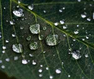 Preview wallpaper drops, water, leaves, veins, macro