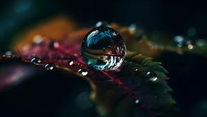 Preview wallpaper drops, water, macro, reflection, leaf