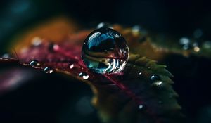 Preview wallpaper drops, water, macro, reflection, leaf