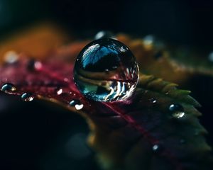 Preview wallpaper drops, water, macro, reflection, leaf