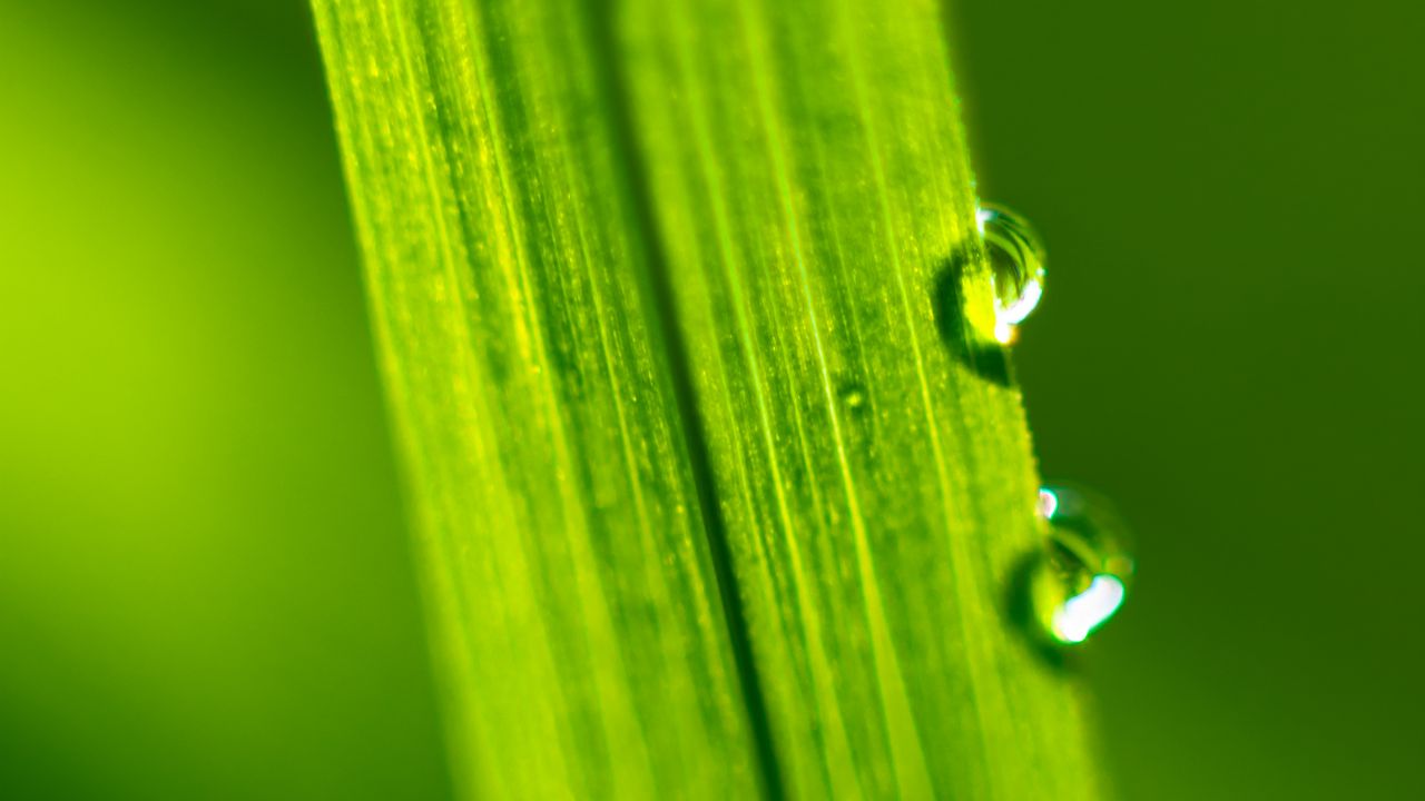 Wallpaper drops, water, macro, leaf, green