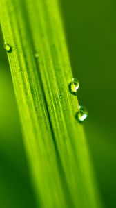 Preview wallpaper drops, water, macro, leaf, green