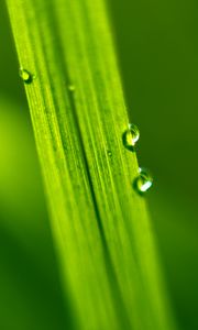 Preview wallpaper drops, water, macro, leaf, green