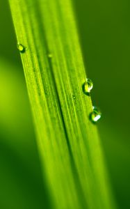 Preview wallpaper drops, water, macro, leaf, green