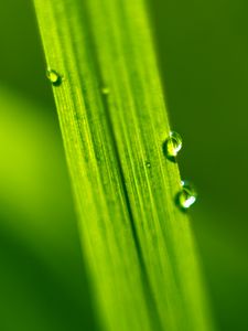 Preview wallpaper drops, water, macro, leaf, green