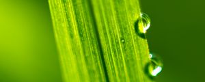 Preview wallpaper drops, water, macro, leaf, green