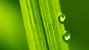 Preview wallpaper drops, water, macro, leaf, green