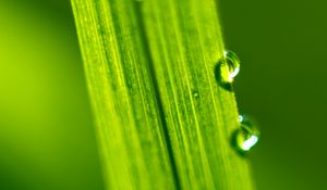 Preview wallpaper drops, water, macro, leaf, green
