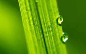 Preview wallpaper drops, water, macro, leaf, green