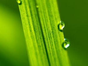 Preview wallpaper drops, water, macro, leaf, green