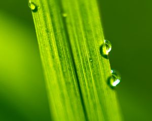 Preview wallpaper drops, water, macro, leaf, green