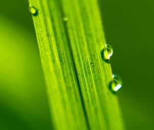 Preview wallpaper drops, water, macro, leaf, green