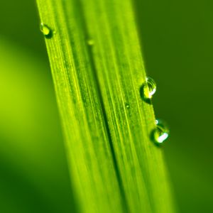 Preview wallpaper drops, water, macro, leaf, green