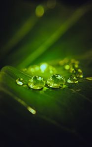 Preview wallpaper drops, water, macro, leaf, dark