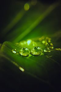 Preview wallpaper drops, water, macro, leaf, dark