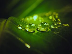 Preview wallpaper drops, water, macro, leaf, dark