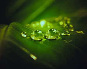 Preview wallpaper drops, water, macro, leaf, dark