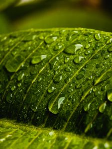 Preview wallpaper drops, water, macro, leaf, wet