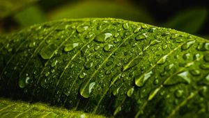Preview wallpaper drops, water, macro, leaf, wet