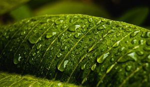 Preview wallpaper drops, water, macro, leaf, wet