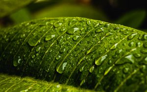 Preview wallpaper drops, water, macro, leaf, wet