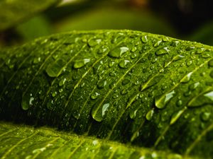 Preview wallpaper drops, water, macro, leaf, wet
