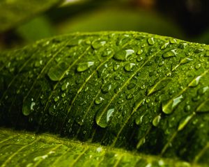 Preview wallpaper drops, water, macro, leaf, wet