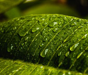 Preview wallpaper drops, water, macro, leaf, wet