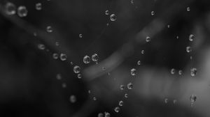Preview wallpaper drops, water, macro, bw