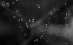 Preview wallpaper drops, water, macro, bw