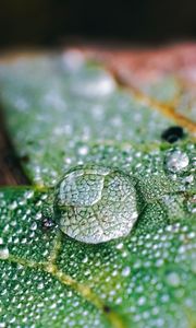 Preview wallpaper drops, water, macro, leaf