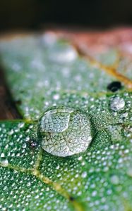 Preview wallpaper drops, water, macro, leaf