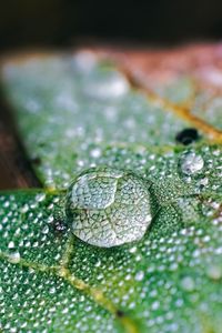 Preview wallpaper drops, water, macro, leaf